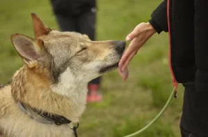 Servicio de adiestramiento canino: Modificación de conducta