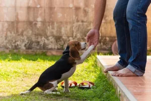 Servicios individuales para perros