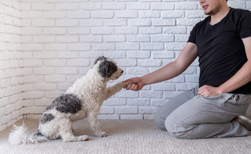 Los 4 pilares para entrenar a tu perro en casa desde el enfoque positivo