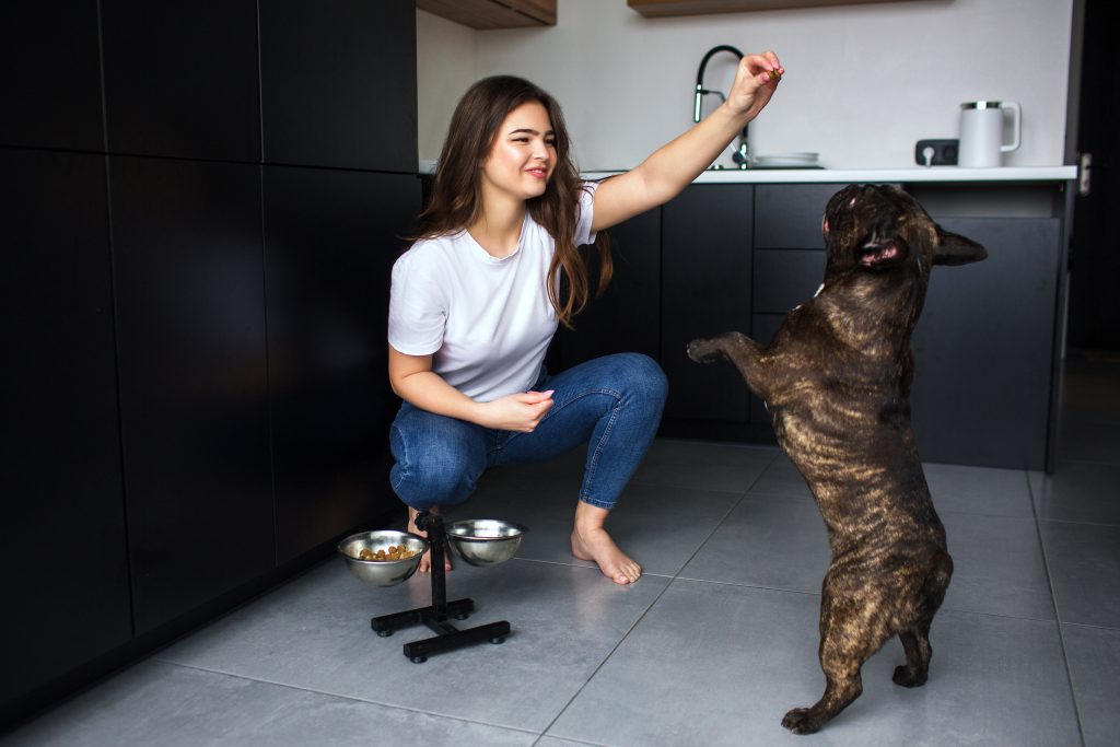 Preparando a tu perro para un Thanksgiving divertido y saludable